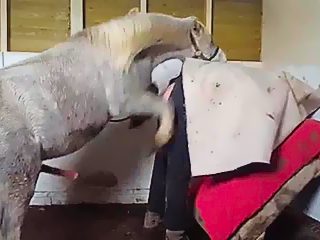 Horse fucks man
