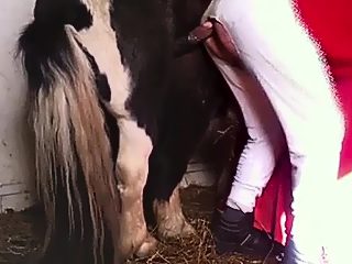 Horse fucks man