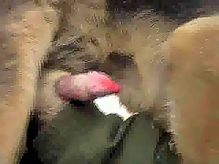 Gay dog cums