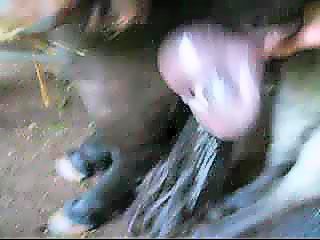 Jerking off horse dick