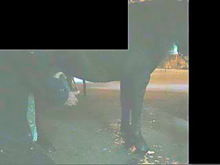 Jerking off horse dick