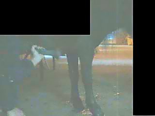 Jerking off horse dick