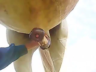 Jerking off horse dick