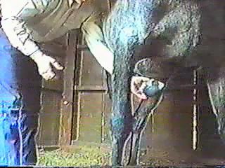 Jerking off horse dick