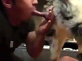 Man sucks dog cock