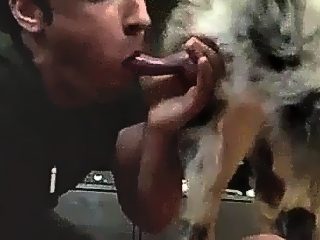 Man sucks dog cock