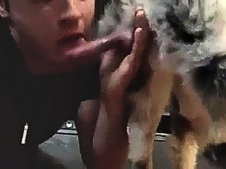 Man sucks dog cock