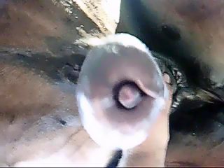 Gay handjob horse dick