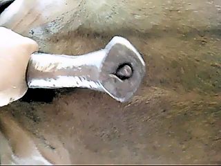 Gay handjob horse dick