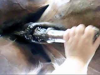 Gay handjob horse dick