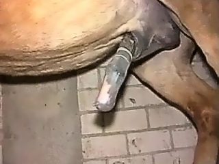 Horse handjob gay