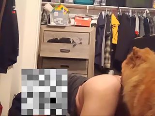 Dog licking mans ass
