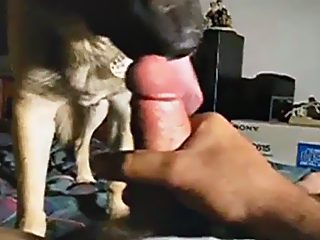 Dog lick cock
