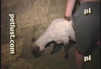 Boy zoo porn with sheep
