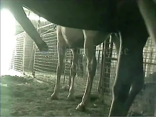 Horse gay porn
