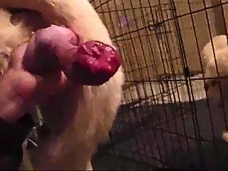 Animal fuck gay