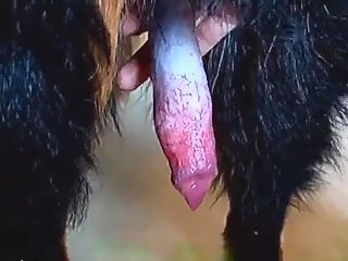 Rubbing dog dick