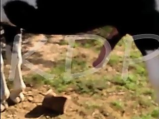 Man sucking horse cock