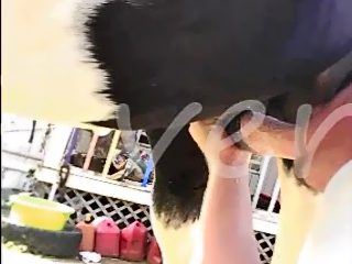 Man sucking horse cock