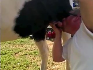 Man sucking horse cock