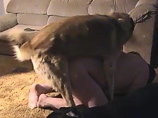 Gay gets dog cock in ass
