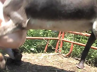 Zoo gay porn compilation with active horses