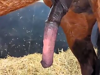 Man fucks horse porn