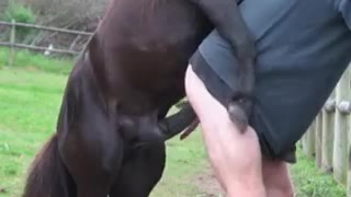 Horse fucks man