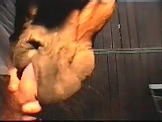 Horse suck dick