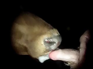 Animal blowjob men