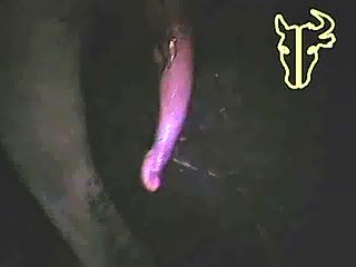 Man handjob bull dick