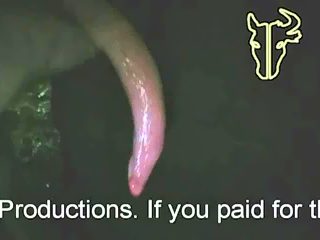 Man handjob bull dick