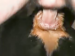 anal rottweiler