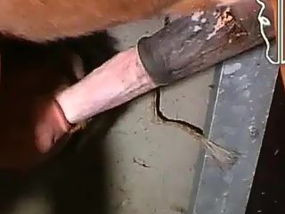 Guy sucks horse cock