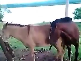 Gay horse fuck male horse