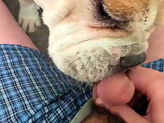 Dog lick man cock