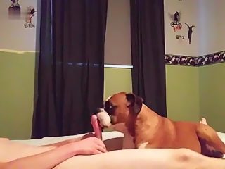 Dog licks cock