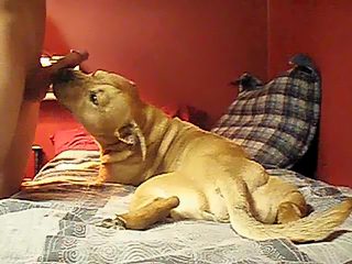 Dog licking man dick