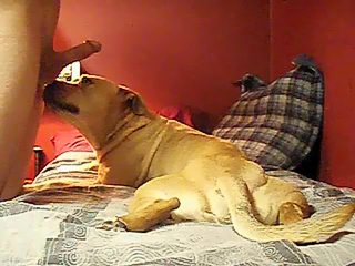 Dog licking man dick