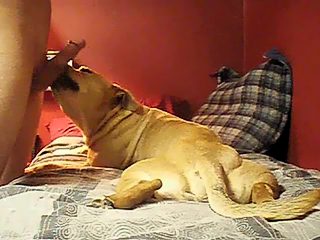 Dog licking man dick