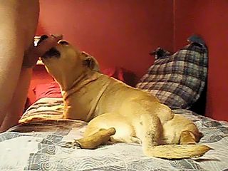 Dog licking man dick