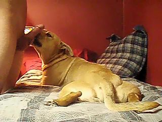 Dog licking man dick