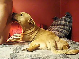 Dog licking man dick