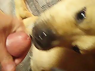 Dog licking man dick