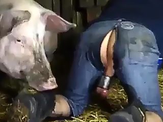 Pig fuck man