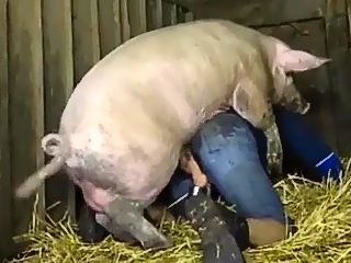 Pig fuck man